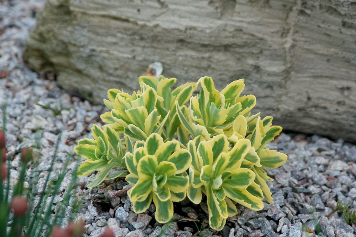 Sedum 'Autumn Charm™' (aka 'Lajos')